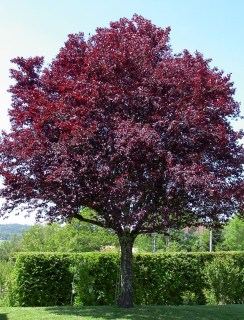 Слива Пісарді [2-річна з відкритим коренем]